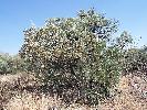Photo of Acacia georginae () - Kelman, D.,Queensland Herbarium, DES (Licence: CC BY NC)