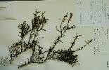 Photo of Cryptandra ciliata () - Queensland Herbarium, DES