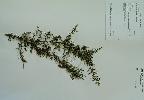 Photo of Cryptandra amara var. amara () - Queensland Herbarium, DES (Licence: CC BY NC)