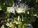 Photo of Capparis spinosa (caper bush) - Kelman, D.,Queensland Herbarium, DES (Licence: CC BY NC)