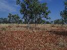Photo of Eucalyptus microtheca (coolibah) - Kelman, D.,Queensland Herbarium, DES (Licence: CC BY NC)