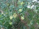 Photo of Cestrum parqui (green cestrum) - Bean, T.,Queensland Herbarium, DES (Licence: CC BY NC)