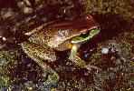 Photo of Litoria subglandulosa (New England treefrog) - Hines, H.,QPWS,1998