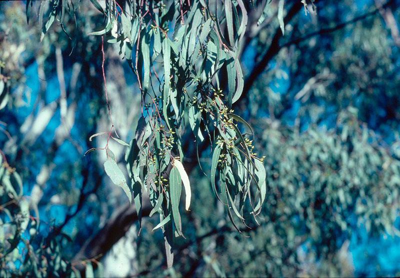 Species profile—Eucalyptus camaldulensis Environment, land and water Queensland Government