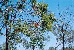 Photo of Eucalyptus miniata (Darwin woollybutt) - Herbarium, Q.,Queensland Herbarium, DES (Licence: CC BY NC)