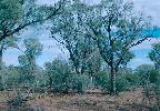 Photo of Acacia cambagei (gidgee) - Queensland Herbarium, DES (Licence: CC BY NC)