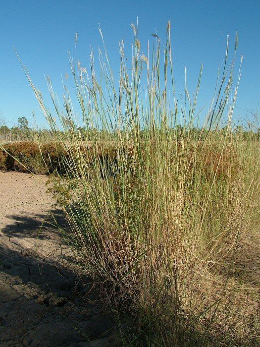 Species profile—Bothriochloa decipiens | Environment, land and water ...