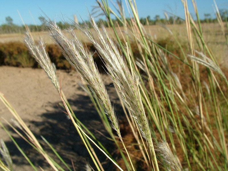 Species profile | Environment, land and water | Queensland Government