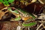 Photo of Litoria subglandulosa (New England treefrog) - Hines, H.,QPWS,1998