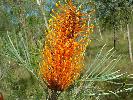 Photo of Grevillea pteridifolia (golden parrot tree) - Thompson (DES), J.,Queensland Herbarium, DES (Licence: CC BY NC)