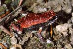 Photo of Pseudophryne coriacea (red backed broodfrog) - Hines, H.,QPWS,1998