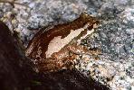Photo of Litoria dentata sensu lato (bleating treefrog) - Hines, H.,QPWS,1998