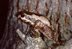 Photo of Litoria dentata sensu lato (bleating treefrog) - Hines, H.,QPWS,1998