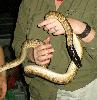 Photo of Aspidites melanocephalus (black-headed python) - Greig, C.,NPRSR,2007