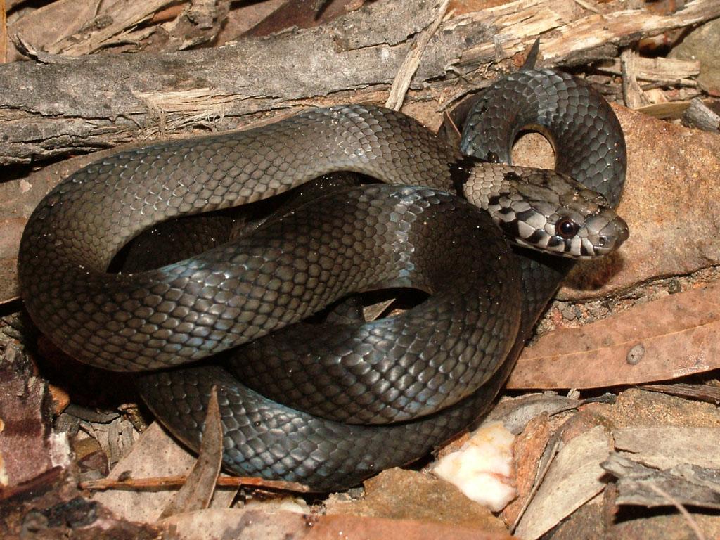 Species profile—Hoplocephalus bitorquatus (pale-headed snake