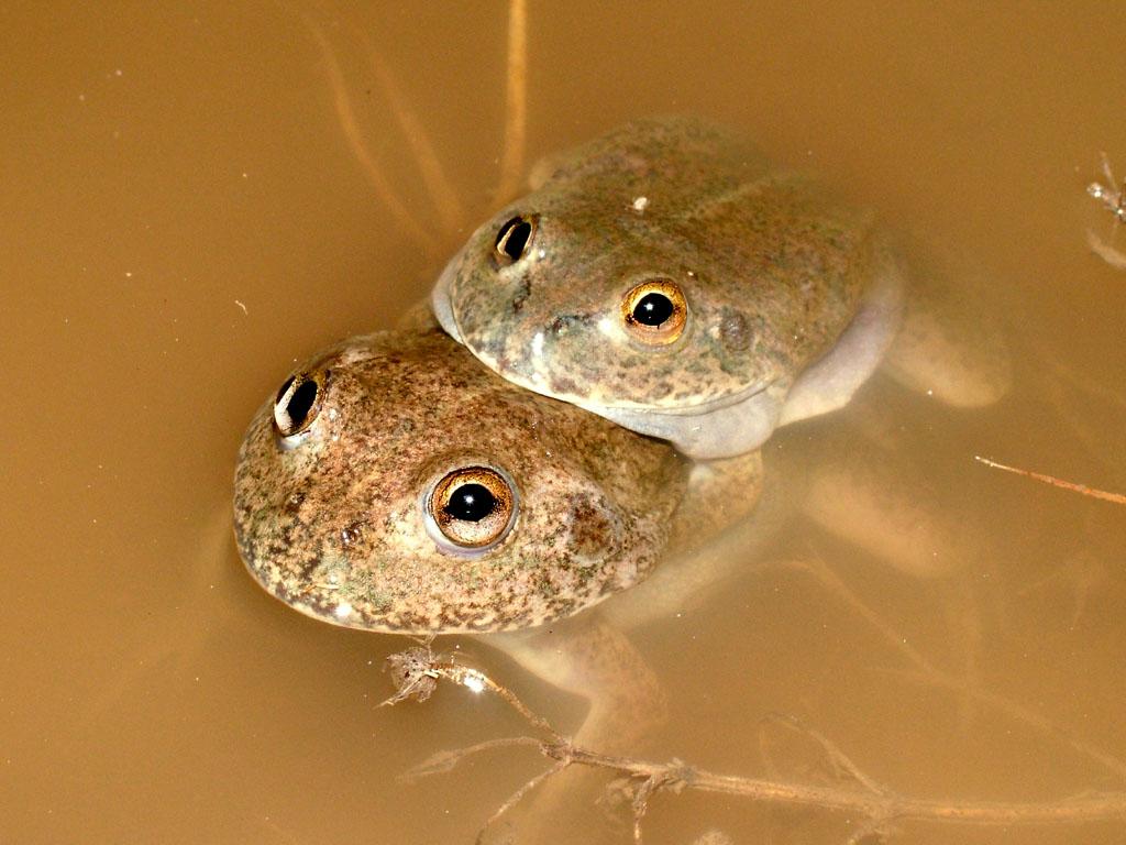 Species profile—Cyclorana platycephala (water holding frog