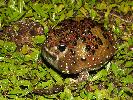 Photo of Notaden bennettii (holy cross frog) - Manning, B.,DEHP,2008