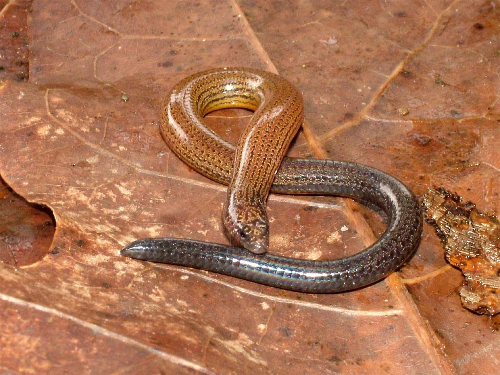 Species profile—Ophioscincus truncatus (short-limbed snake-skink ...