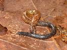 Photo of Ophioscincus truncatus (short-limbed snake-skink) - Manning, B.,DEHP,2008
