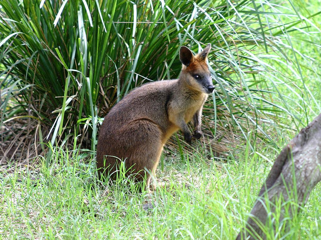 Species profile—Wallabia bicolor (swamp wallaby) | Environment, land ...