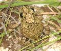 Photo of Platyplectrum ornatum (ornate burrowing frog) - Collins, E.,QPWS,2006