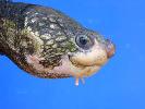 Photo of Elseya albagula (white-throated snapping turtle) - Queensland Government