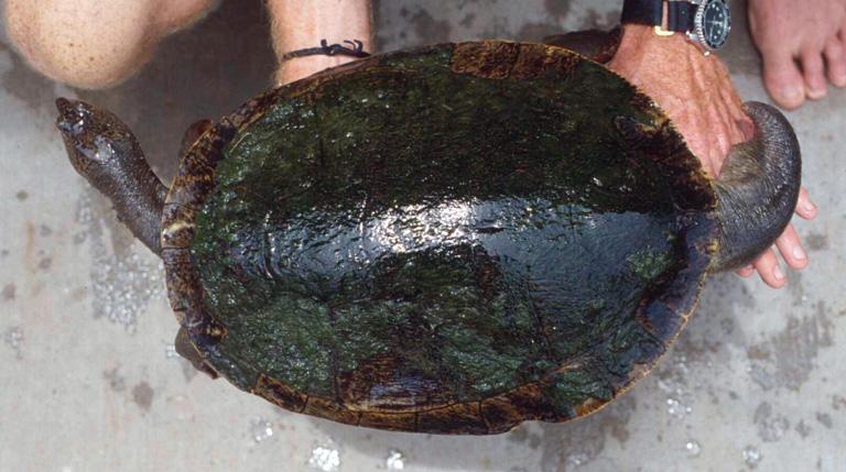 Photo of Elusor macrurus (Mary River turtle) - Queensland Government.