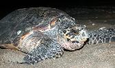 Photo of Eretmochelys imbricata (hawksbill turtle) - Queensland Government