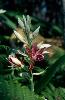 Photo of Phaius australis () - Queensland Herbarium, DES,2002