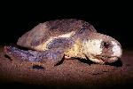 Photo of Caretta caretta (loggerhead turtle) - Queensland Government