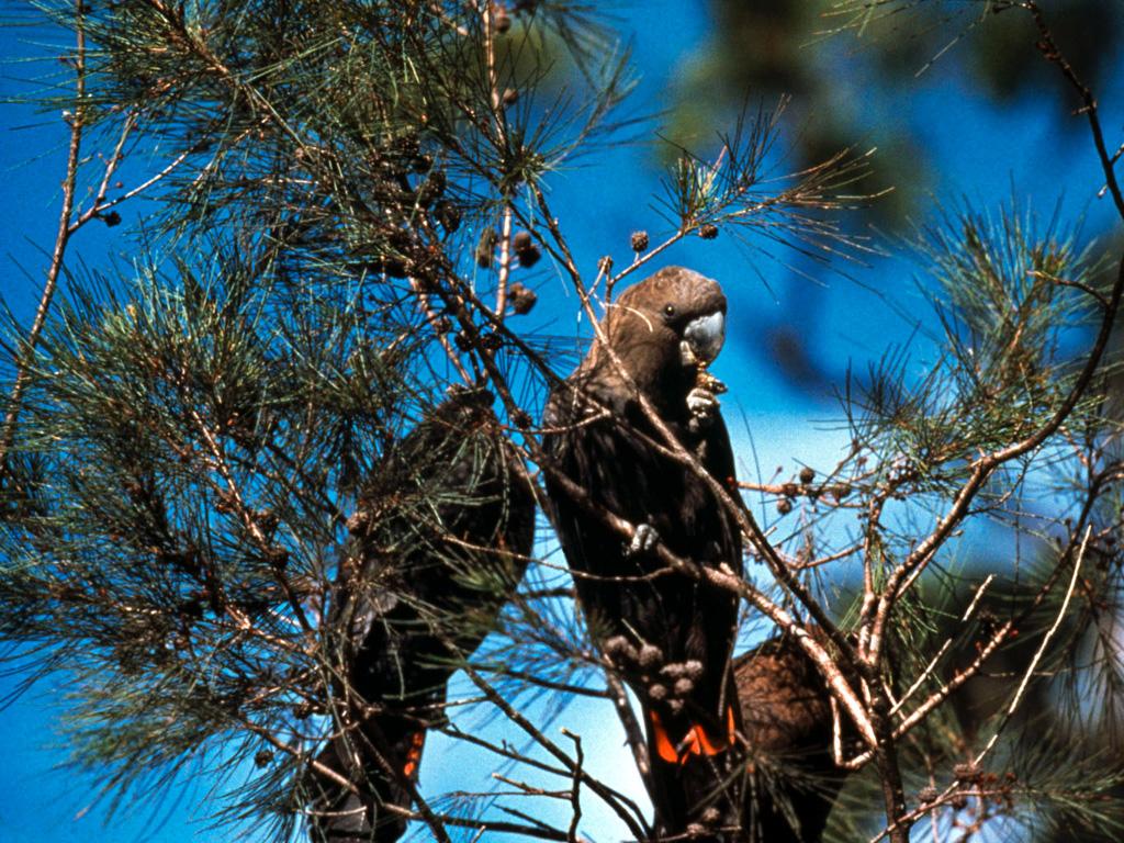 cockatoo bird water