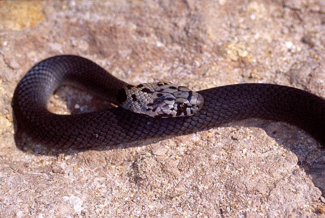 Pale-headed Snake - The Australian Museum