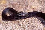 Photo of Hoplocephalus bitorquatus (pale-headed snake) - Limpus, C.,DEHP,2001