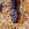 Photo of Hoplocephalus bitorquatus (pale-headed snake) - Limpus, C.,Col Limpus,2001