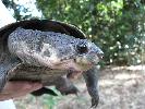 Photo of Elseya irwini (Johnstone) (Johnstone River snapping turtle) - Freeman, A.,DEHP,2007