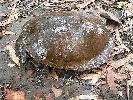Photo of Emydura subglobosa worrelli (diamond head turtle) - Freeman, A.,DEHP,2008