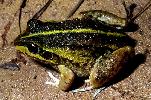 Photo of Cyclorana alboguttata (greenstripe frog) - Dollery, C.,QPWS,2000