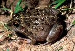 Photo of Cyclorana cultripes (grassland collared frog) - Dollery, C.,QPWS,2000