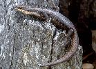 Photo of Egernia striolata (tree skink) - Dollery, C.,QPWS,2001