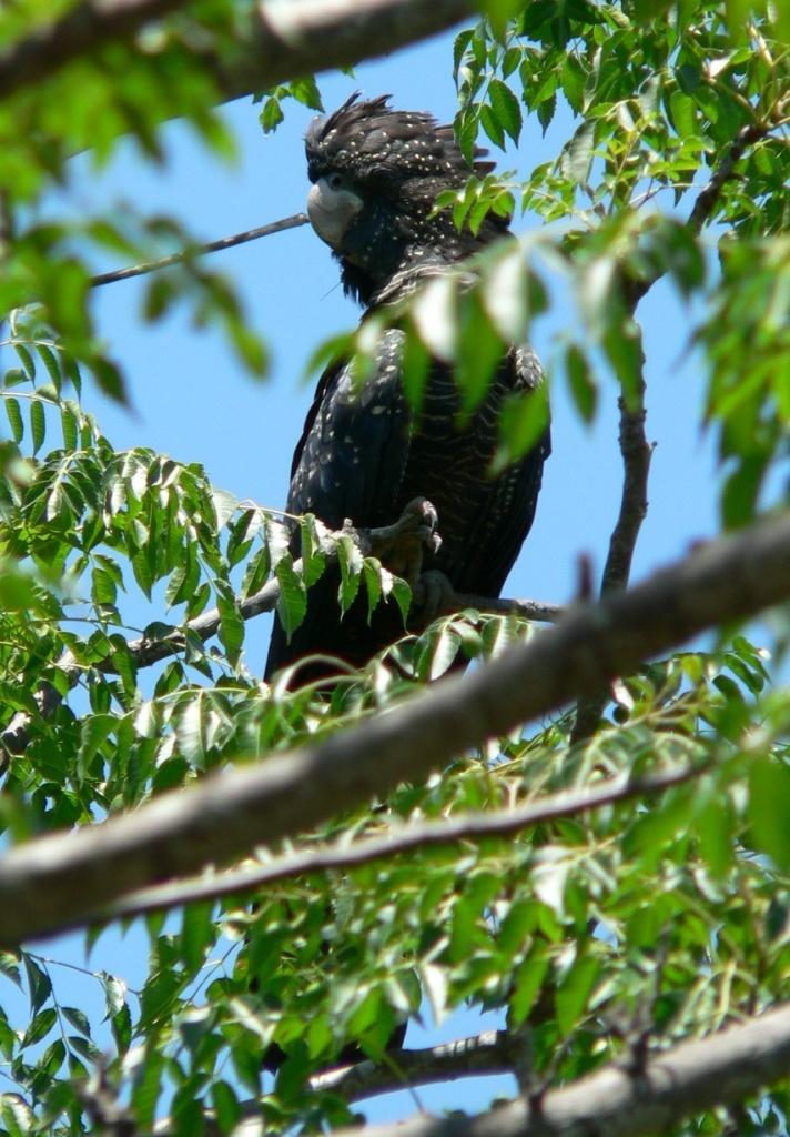 cockatoo bird water