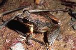 Photo of Litoria latopalmata (broad palmed rocketfrog) - Dollery, C.,QPWS,2000