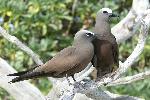 Photo of Anous stolidus (common noddy) - McDougall, A.,QPWS,2007