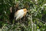 Photo of Bubulcus ibis (cattle egret) - McDougall (Rockhampton), A.,QPWS,2007