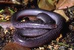 Photo of Anilios proximus (proximus blind snake) - Dollery, C.,QPWS,2001