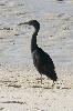 Photo of Egretta sacra (eastern reef egret) - McDougall (Rockhampton), A.,QPWS,2008