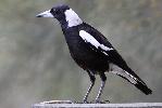 Photo of Gymnorhina tibicen (Australian magpie) - McDougall (Rockhampton), A.,QPWS,2009