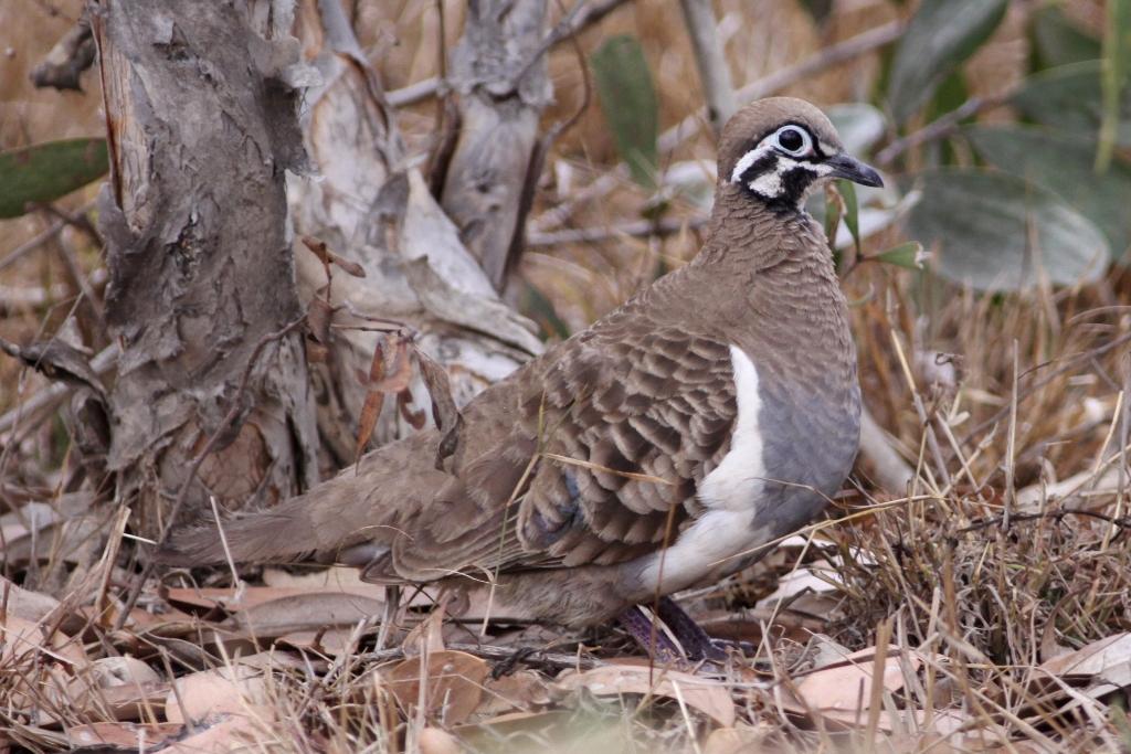 Photo of Squatter Pigeon 