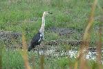 Photo of Ardea pacifica (white-necked heron) - McDougall (Rockhampton), A.,QPWS,2008