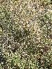 Photo of Epthianura crocea (yellow chat) - McDougall (Rockhampton), A.,QPWS,2006