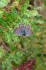 Photo of Zizeeria karsandra (spotted grass-blue) - McDougall (Rockhampton), A.,QPWS,2007